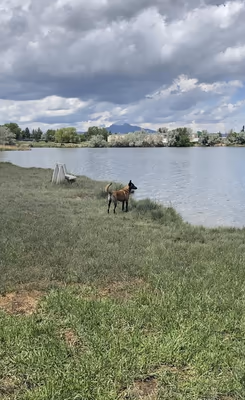Beck Lake Bark Park photo 1